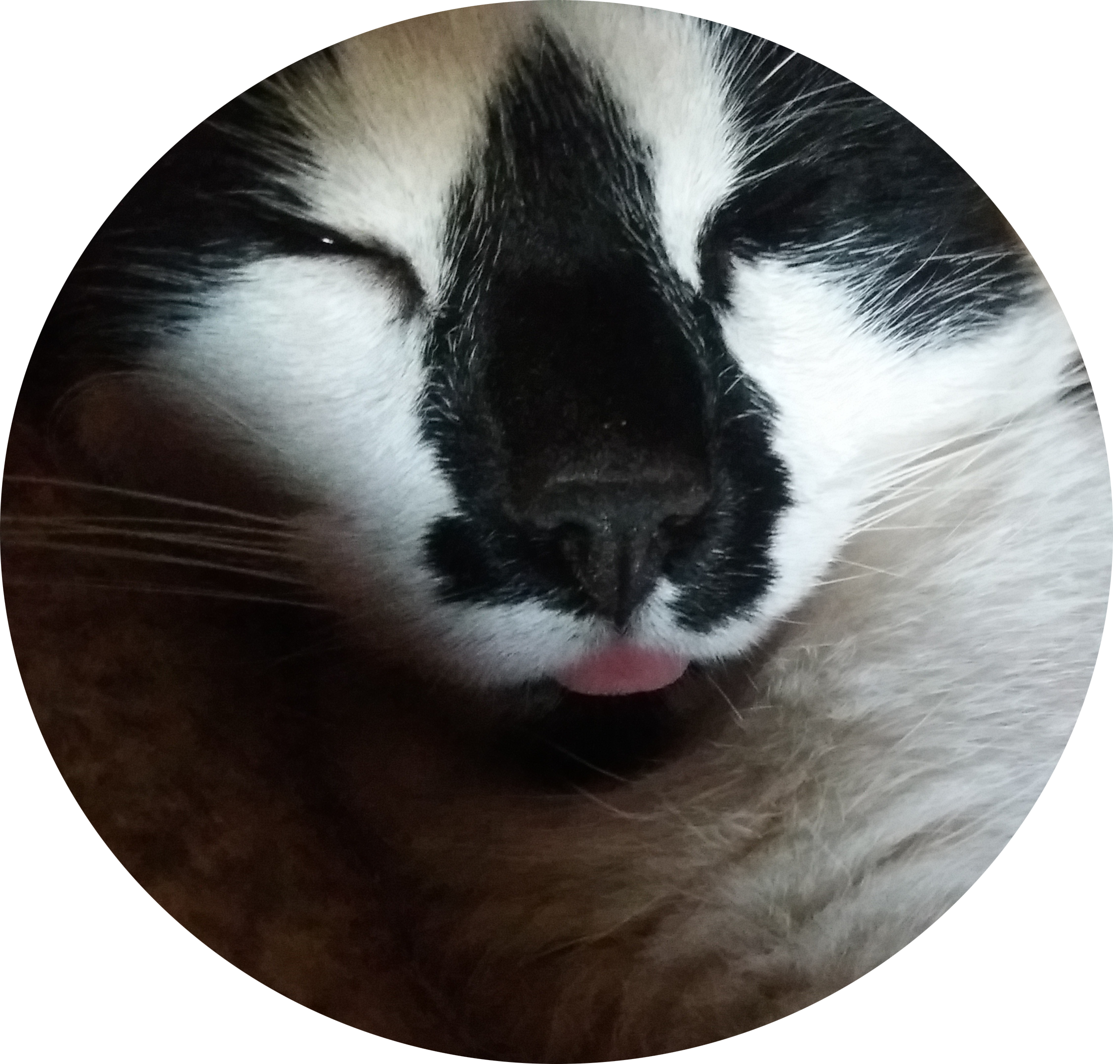 Profilfoto-Billy-the-Cat