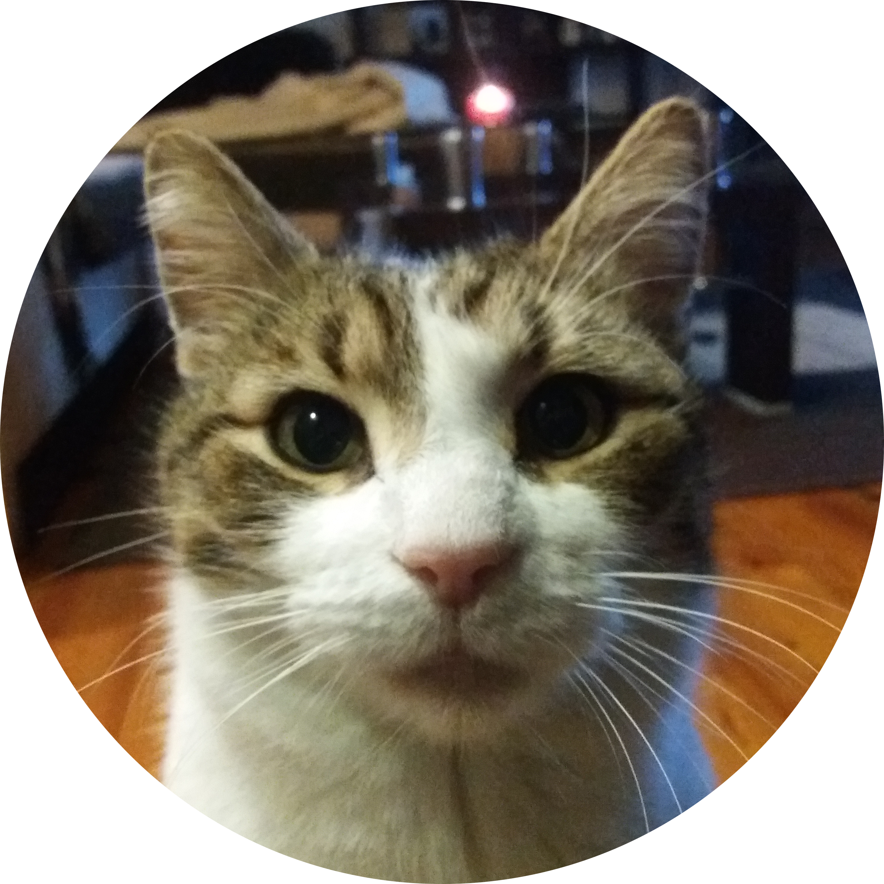Profilfoto-Bobcat